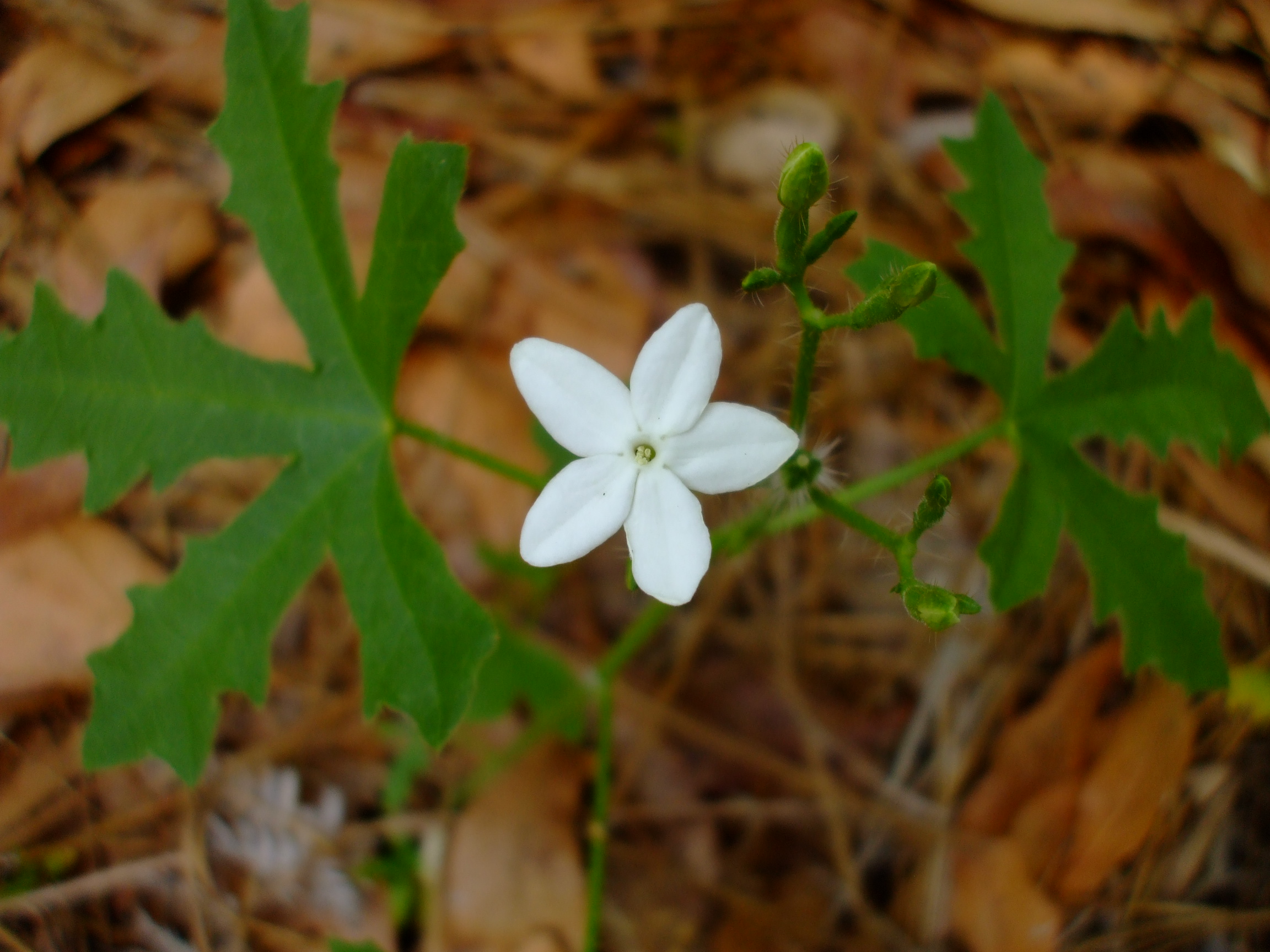Cnidoscolus urens